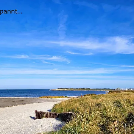 Austernfischer Wendtorf